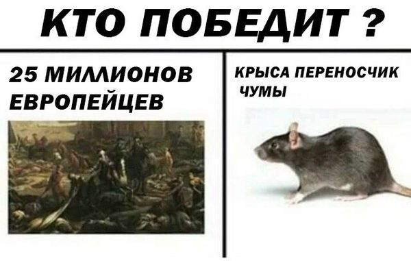 Уничтожение крыс в Владивостоке, цены, стоимость, методы