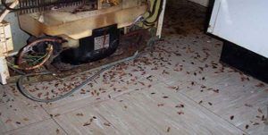 Поморить тараканов в квартире в Владивостоке, цены