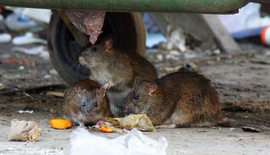 Травить грызунов крыс и мышей в Владивостоке