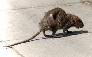 Фирма по уничтожению грызунов, крыс и мышей в Владивостоке