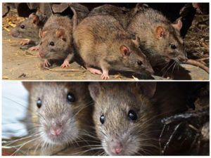 Травить грызунов крыс и мышей в Владивостоке