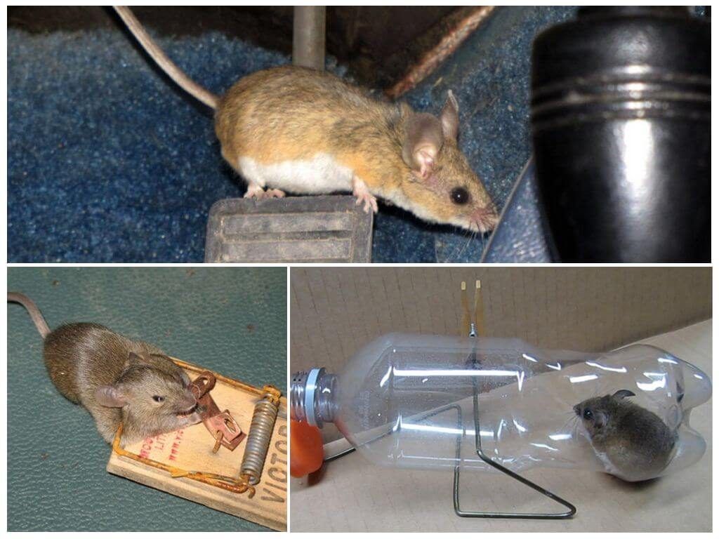 избавиться от мышей в квартире