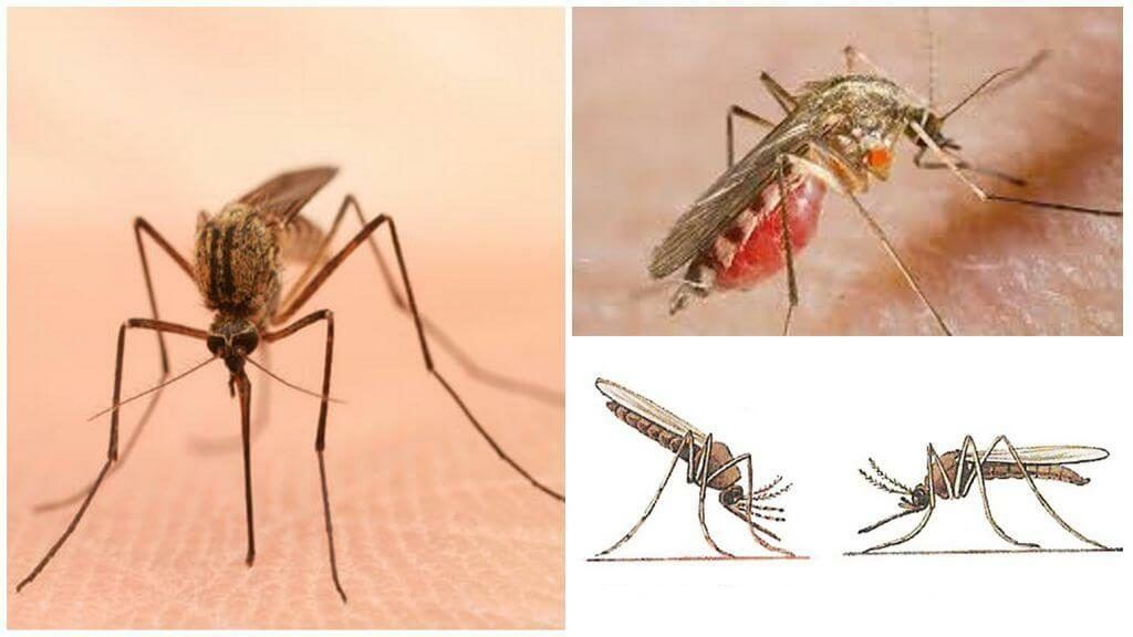 Уничтожение комаров в Владивостоке