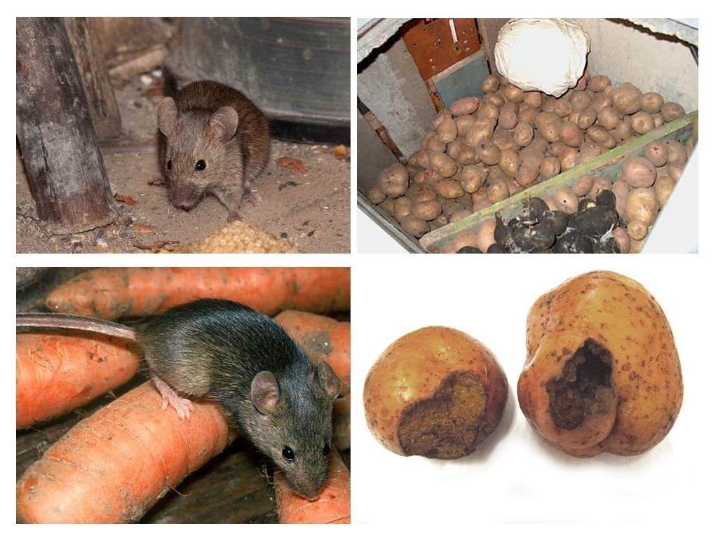 Обработка от грызунов крыс и мышей в Владивостоке
