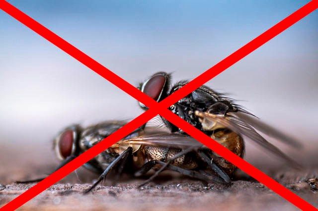 Профессиональное уничтожение мух в Владивостоке с гарантией