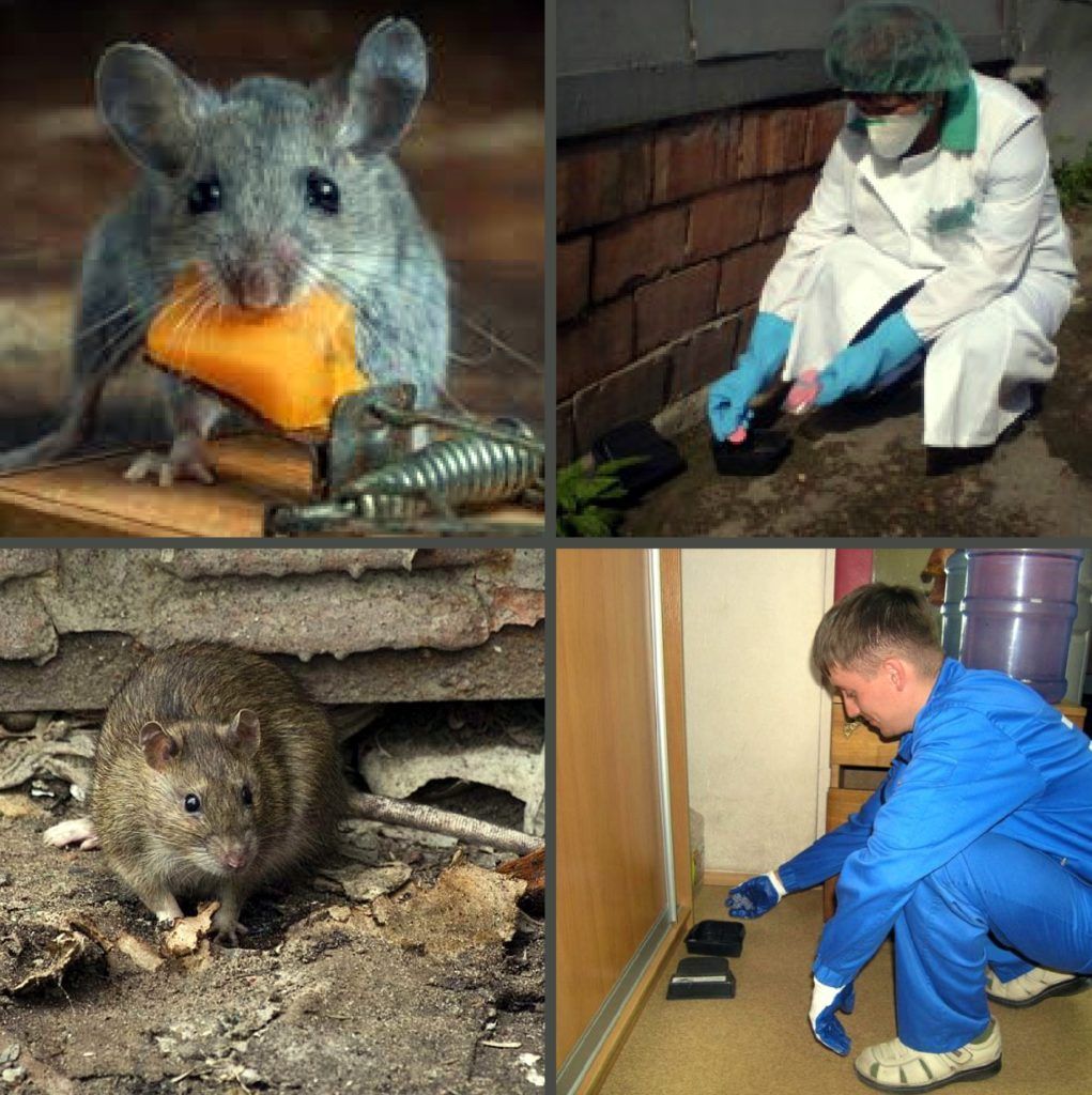 Дезинфекция от грызунов, крыс и мышей в Владивостоке