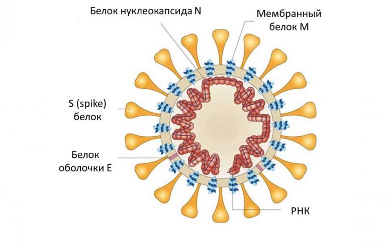 строение коронавируса