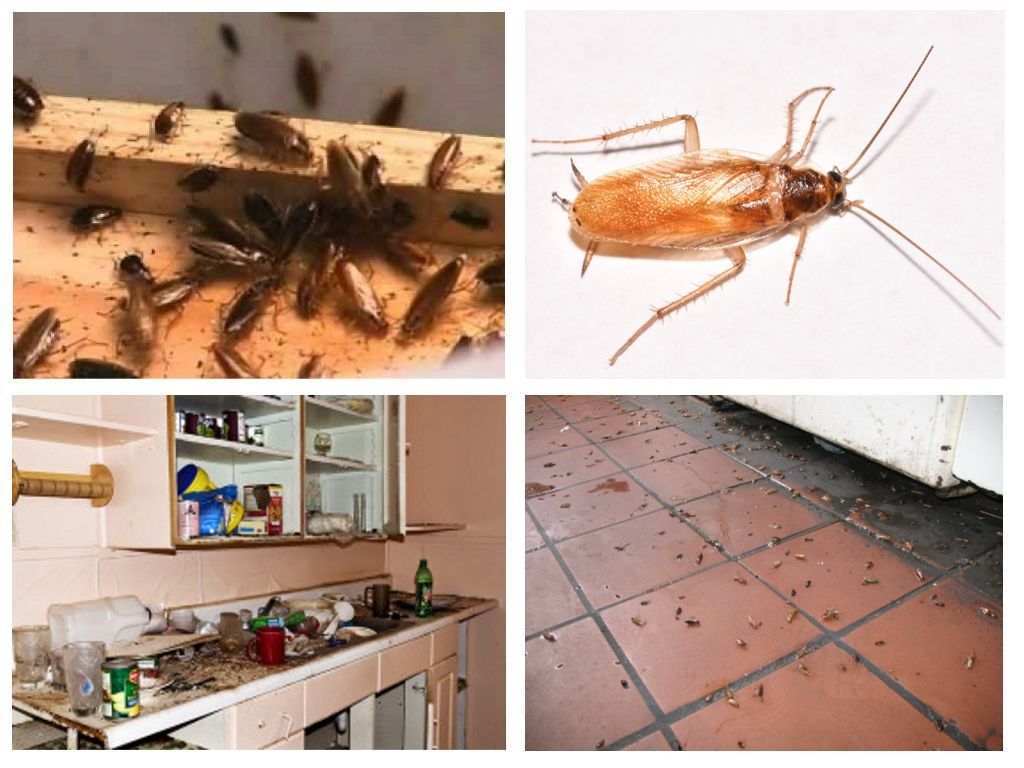 Морить тараканов в квартире в Владивостоке, цены