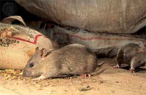 Дератизация от грызунов от крыс и мышей в Владивостоке
