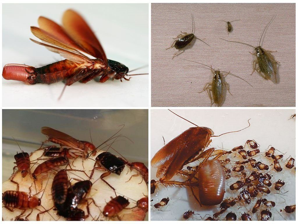 Уничтожение тараканов в квартире в Владивостоке 