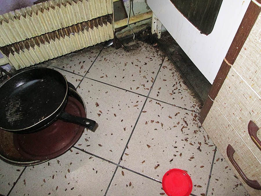 Санэпидемстанция от тараканов в Владивостоке, вызвать, цены